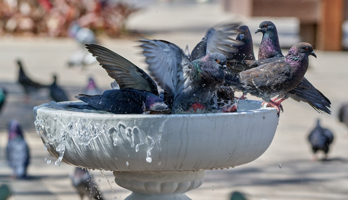 Rock Pigeon (Feral Pigeon) - ML610558510