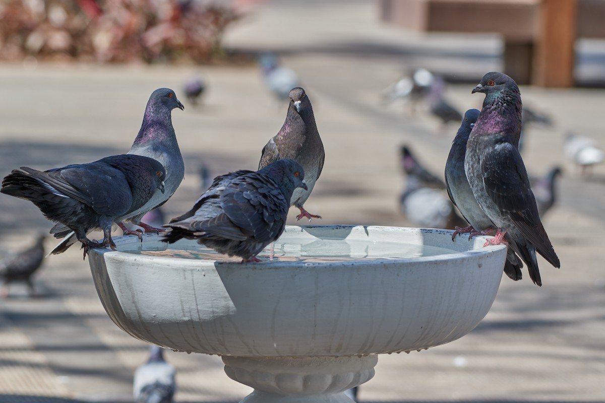 Rock Pigeon (Feral Pigeon) - ML610558511