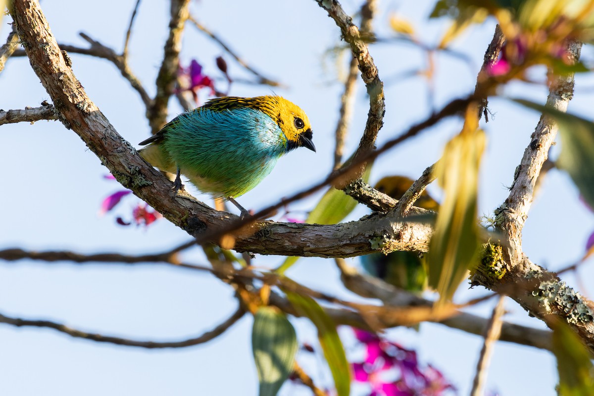 Gilt-edged Tanager - ML610558540