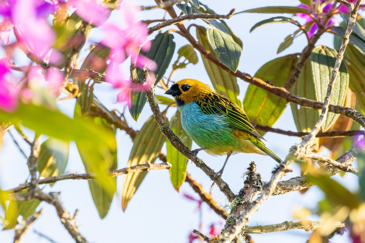 Gilt-edged Tanager - ML610558541