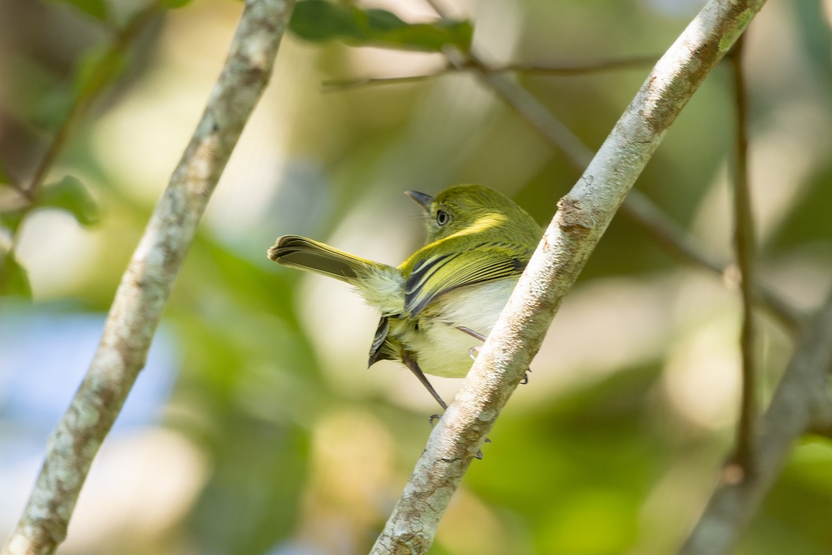 Hangnest Tody-Tyrant - ML610558567