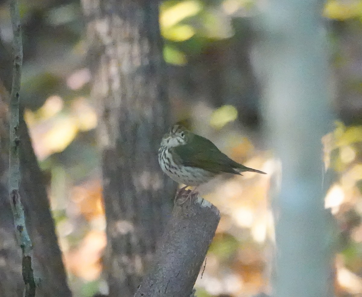 Ovenbird - Dave Hart