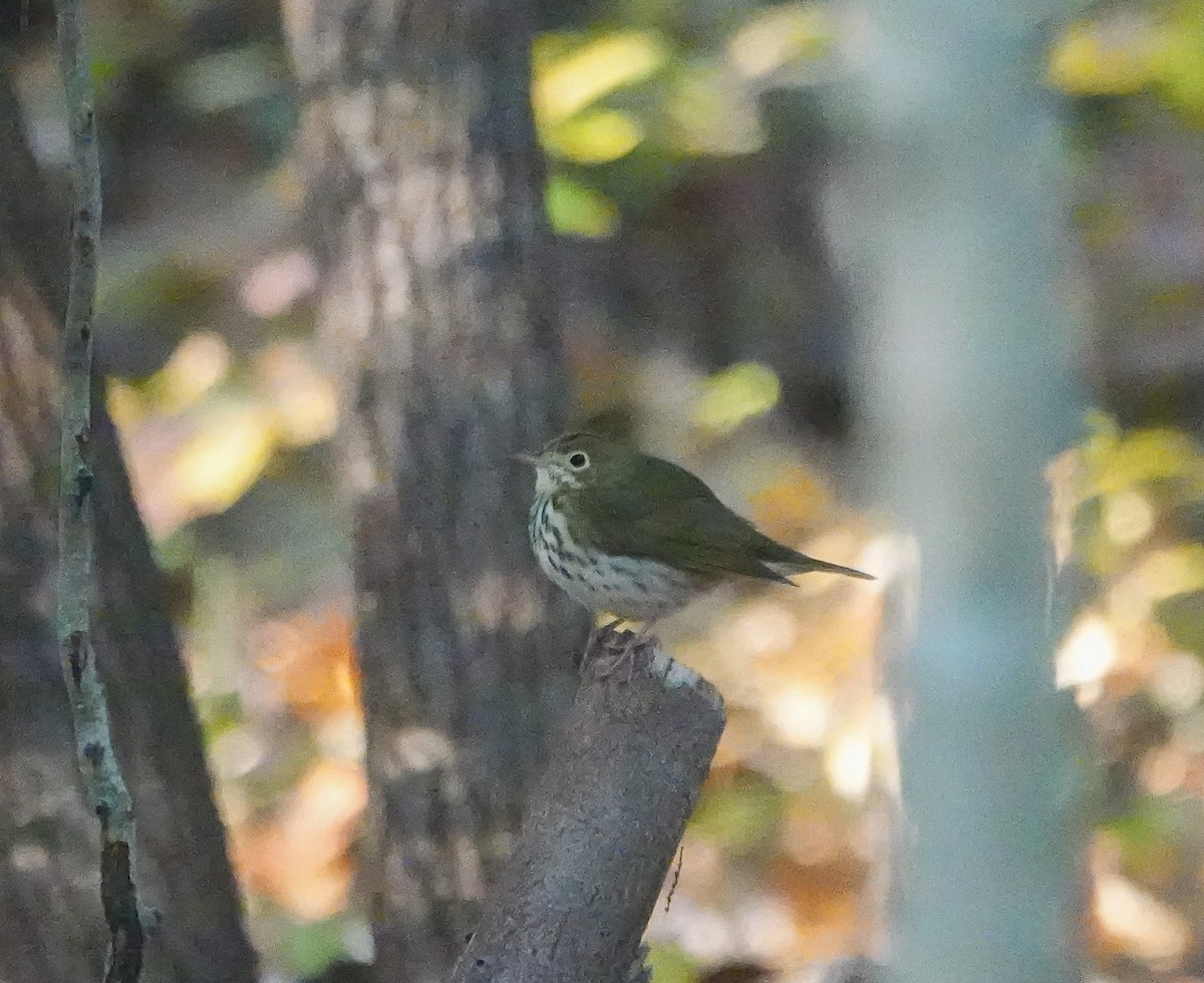 Ovenbird - Dave Hart