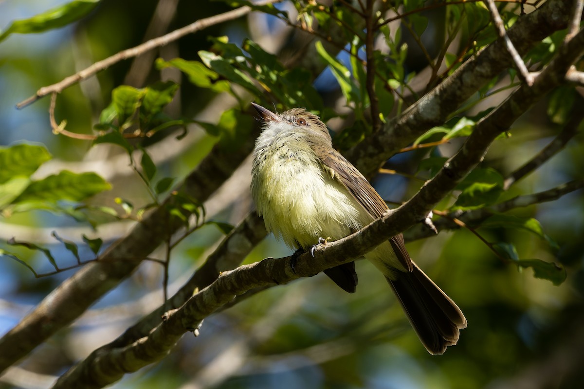 Short-crested Flycatcher - ML610558594