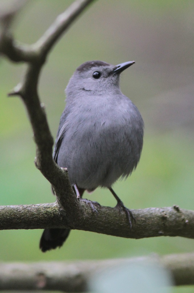 Gray Catbird - ML610558614