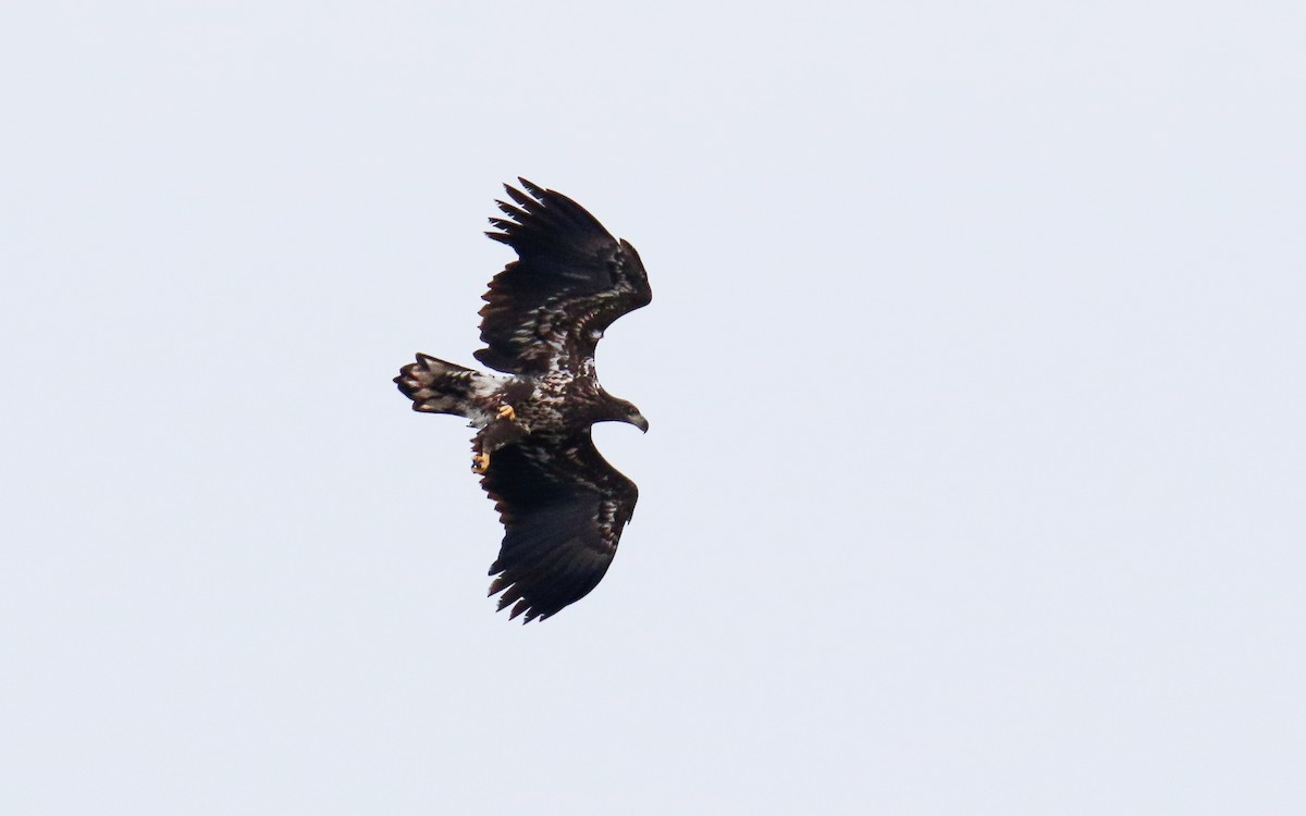 White-tailed Eagle - ML610558627