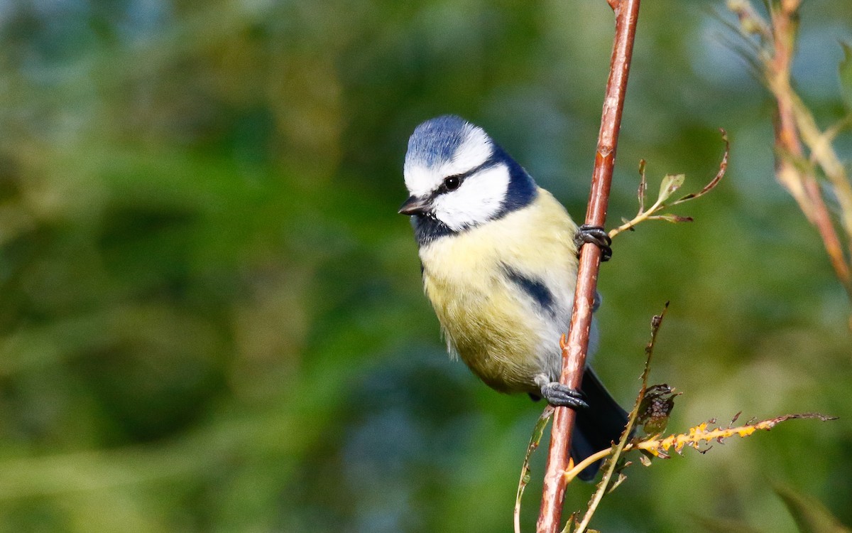 Eurasian Blue Tit - ML610558631