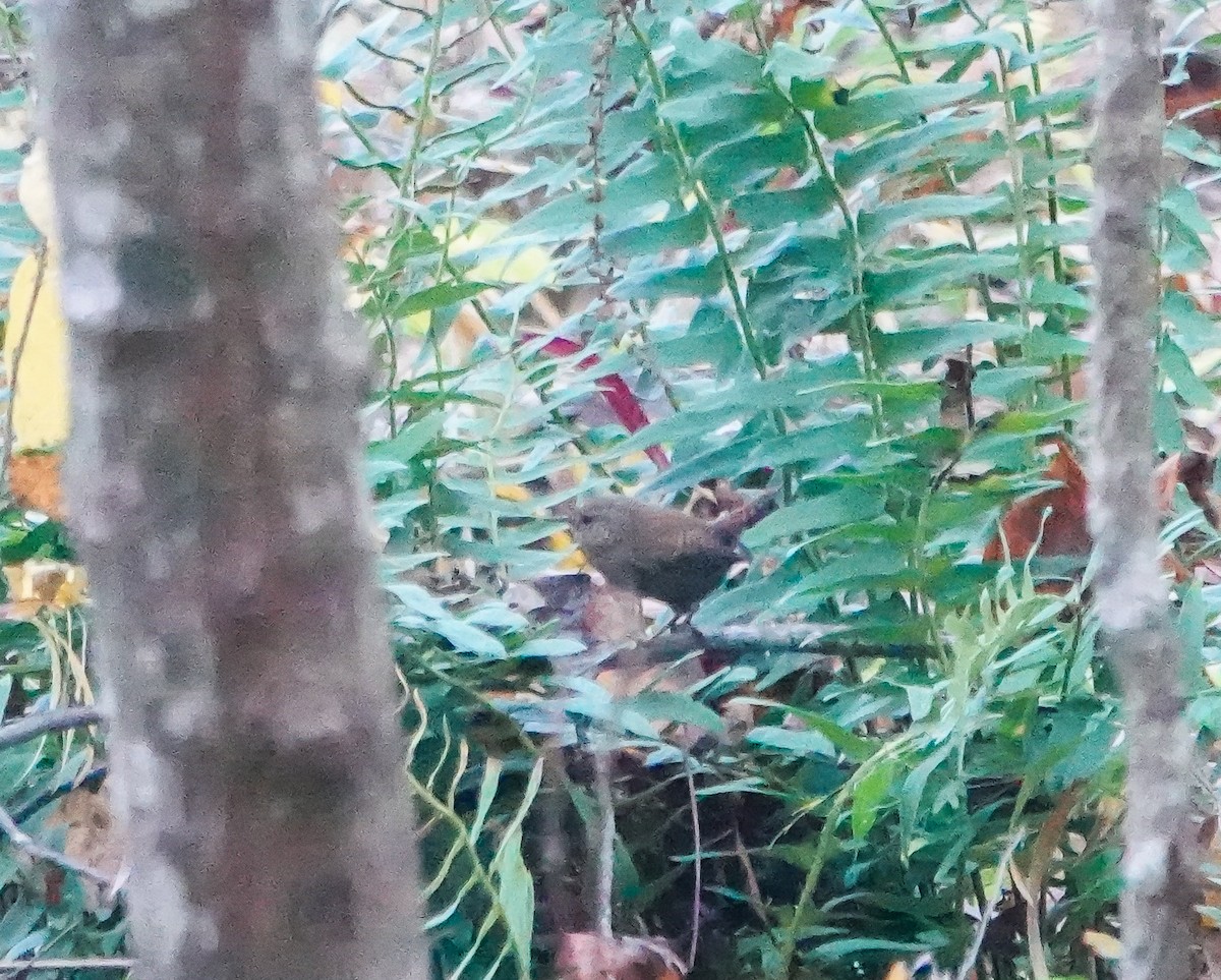 Troglodyte des forêts - ML610558669