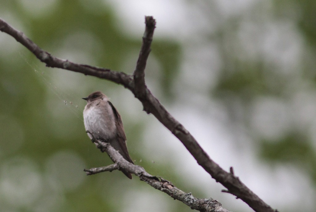 Northern Rough-winged Swallow - ML610558677