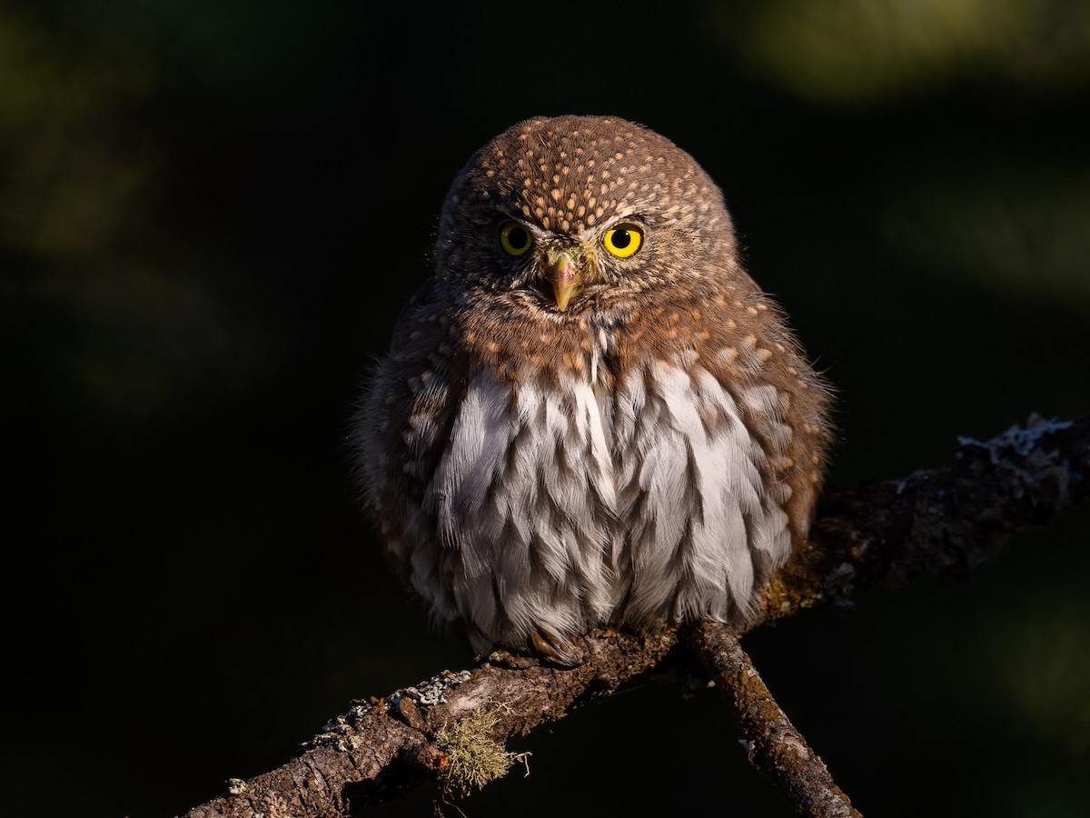 Northern Pygmy-Owl - Markus Weilmeier