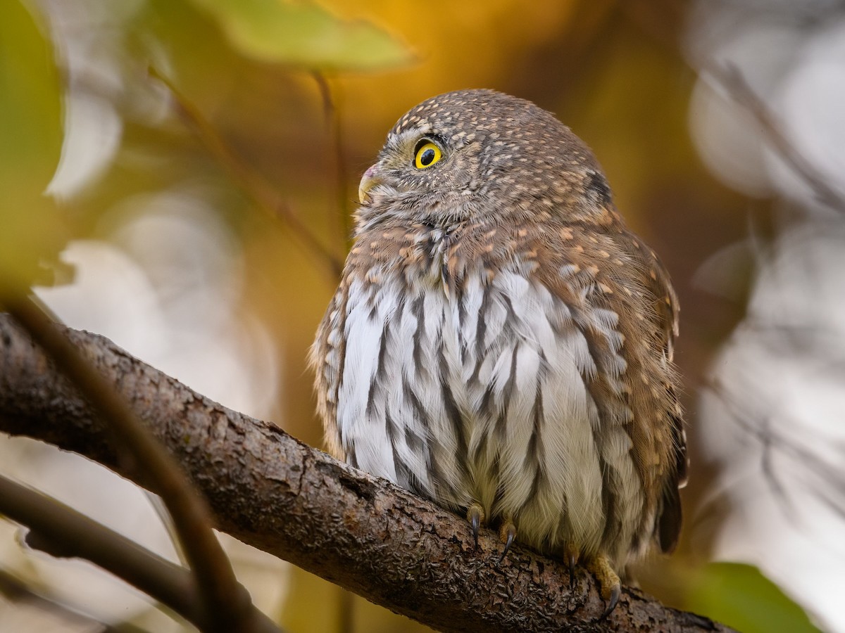 Northern Pygmy-Owl - Markus Weilmeier