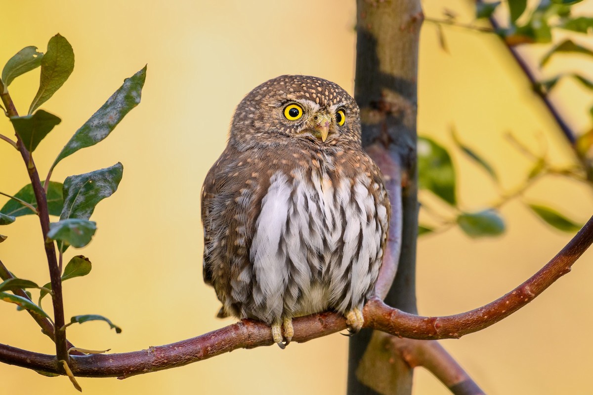 Northern Pygmy-Owl - Markus Weilmeier