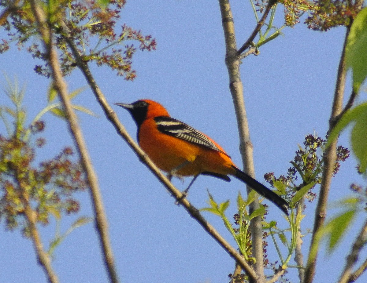 Oriole masqué - ML610558723