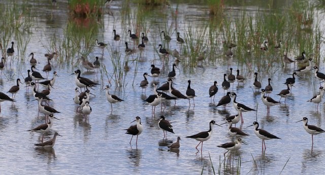 Black-necked Stilt - ML610558733