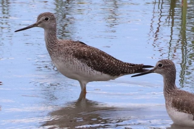 Greater Yellowlegs - ML610558765