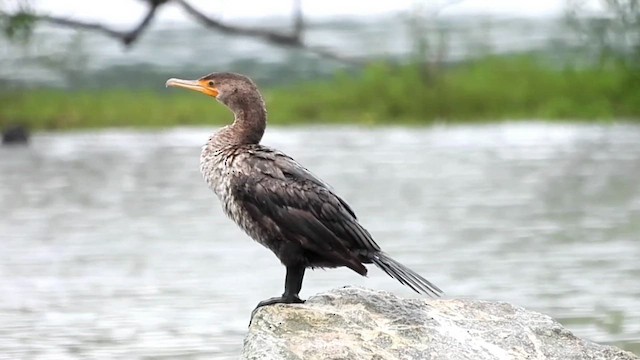 Double-crested Cormorant - ML610558769