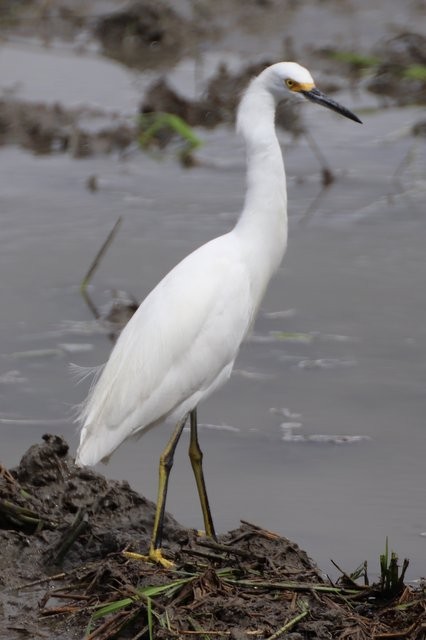 Snowy Egret - ML610558775