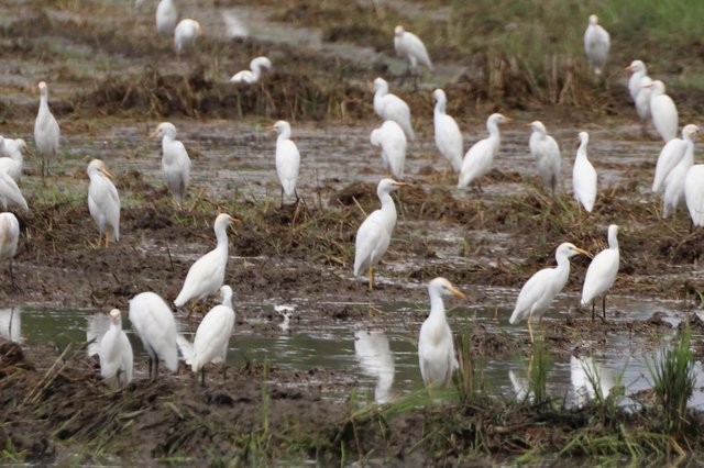 Western Cattle Egret - ML610558780