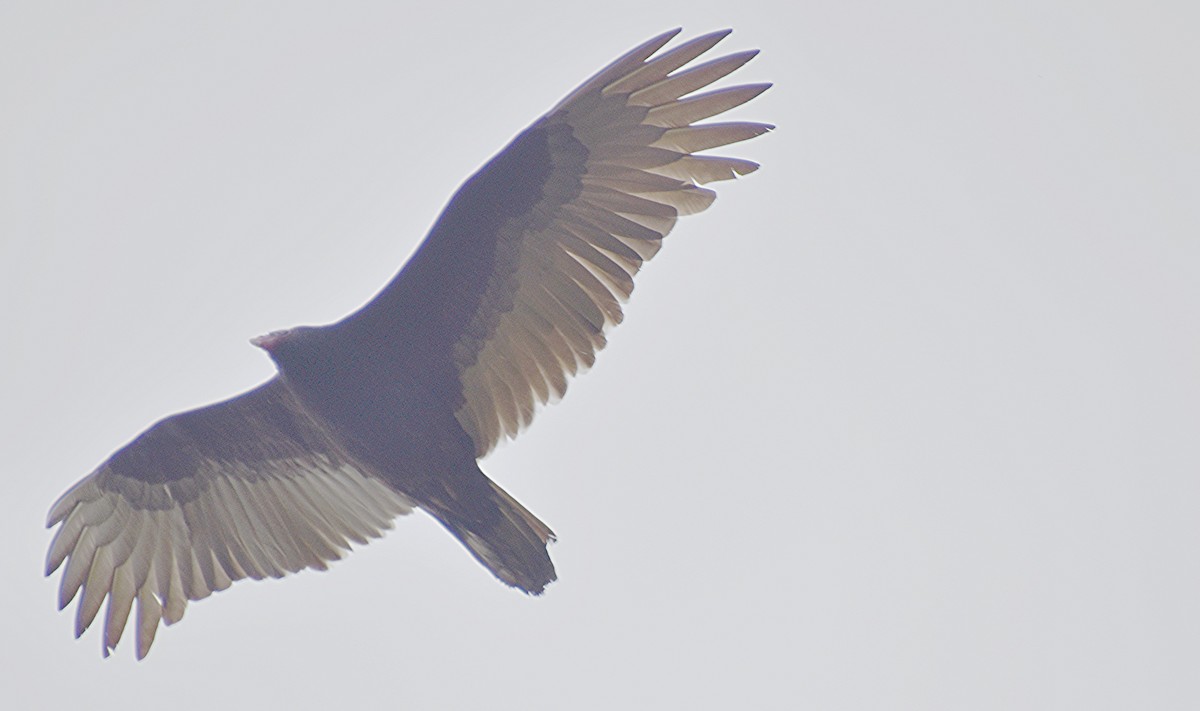 Turkey Vulture - ML610558782