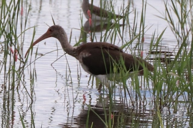 White Ibis - ML610558789