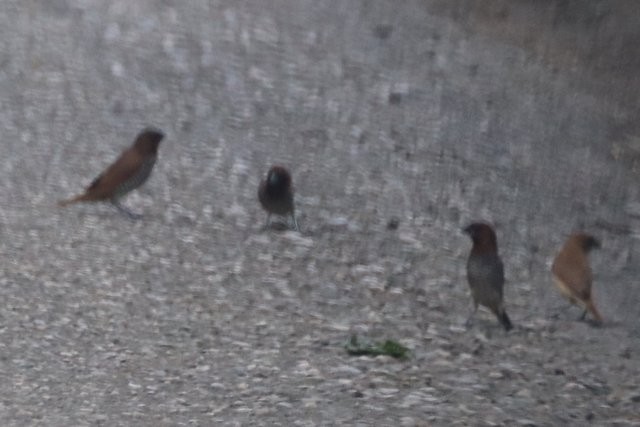 Scaly-breasted Munia - ML610558816