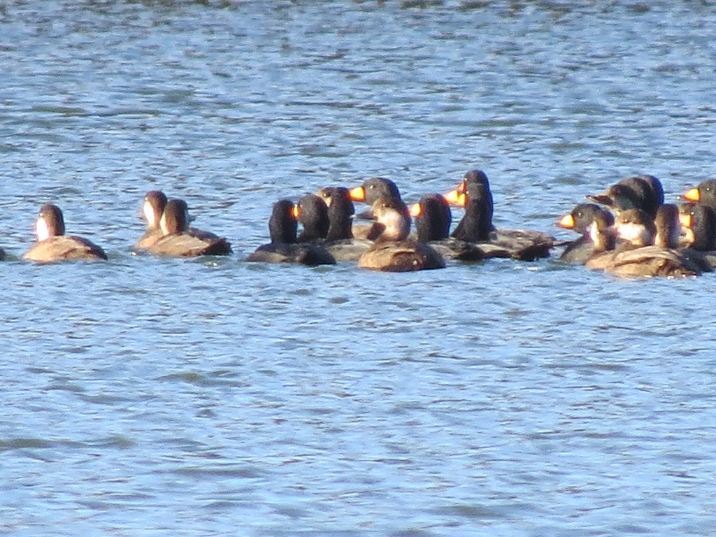 Black Scoter - ML610558854