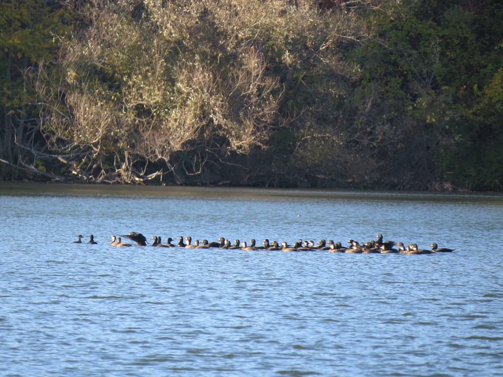 Black Scoter - ML610558876