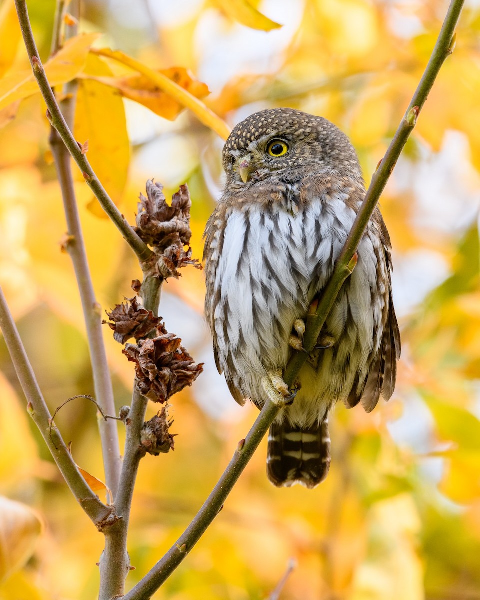 Northern Pygmy-Owl - Markus Weilmeier