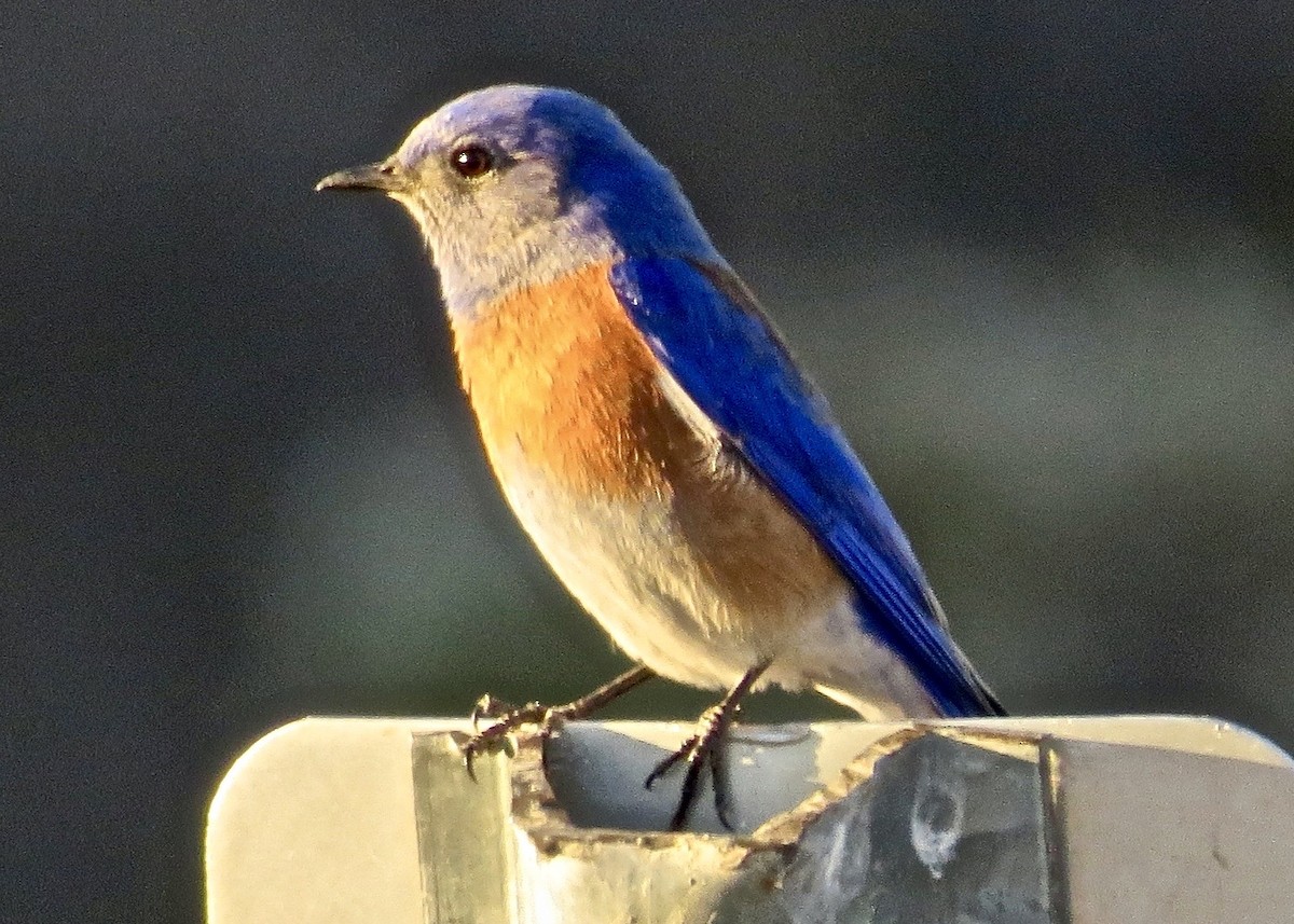 Western Bluebird - ML610558958