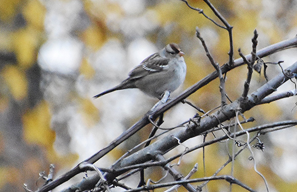 White-crowned Sparrow - ML610558965