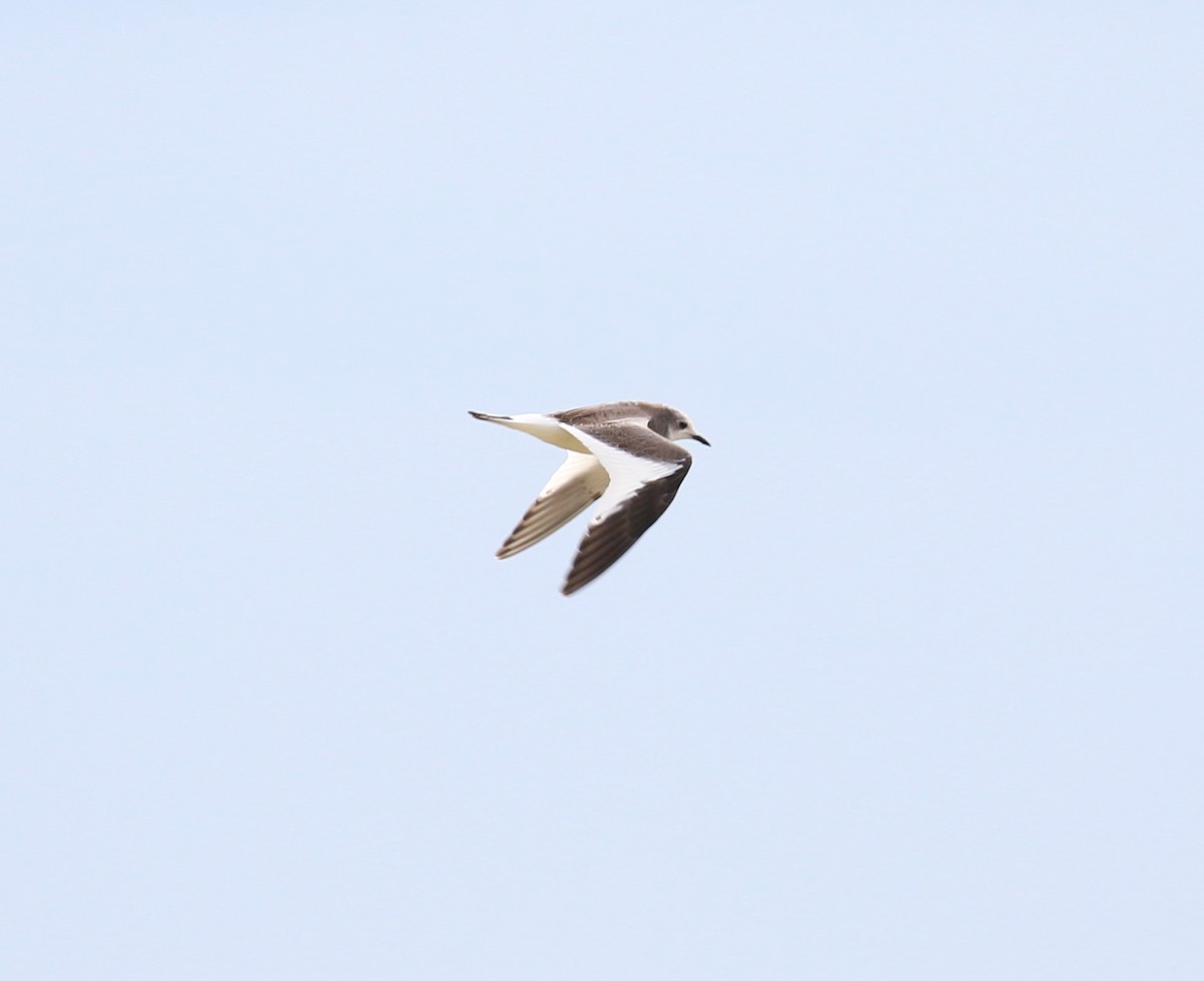 Sabine's Gull - ML610559038