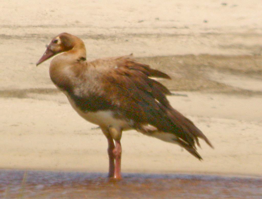 Spur-winged Goose - ML610559096