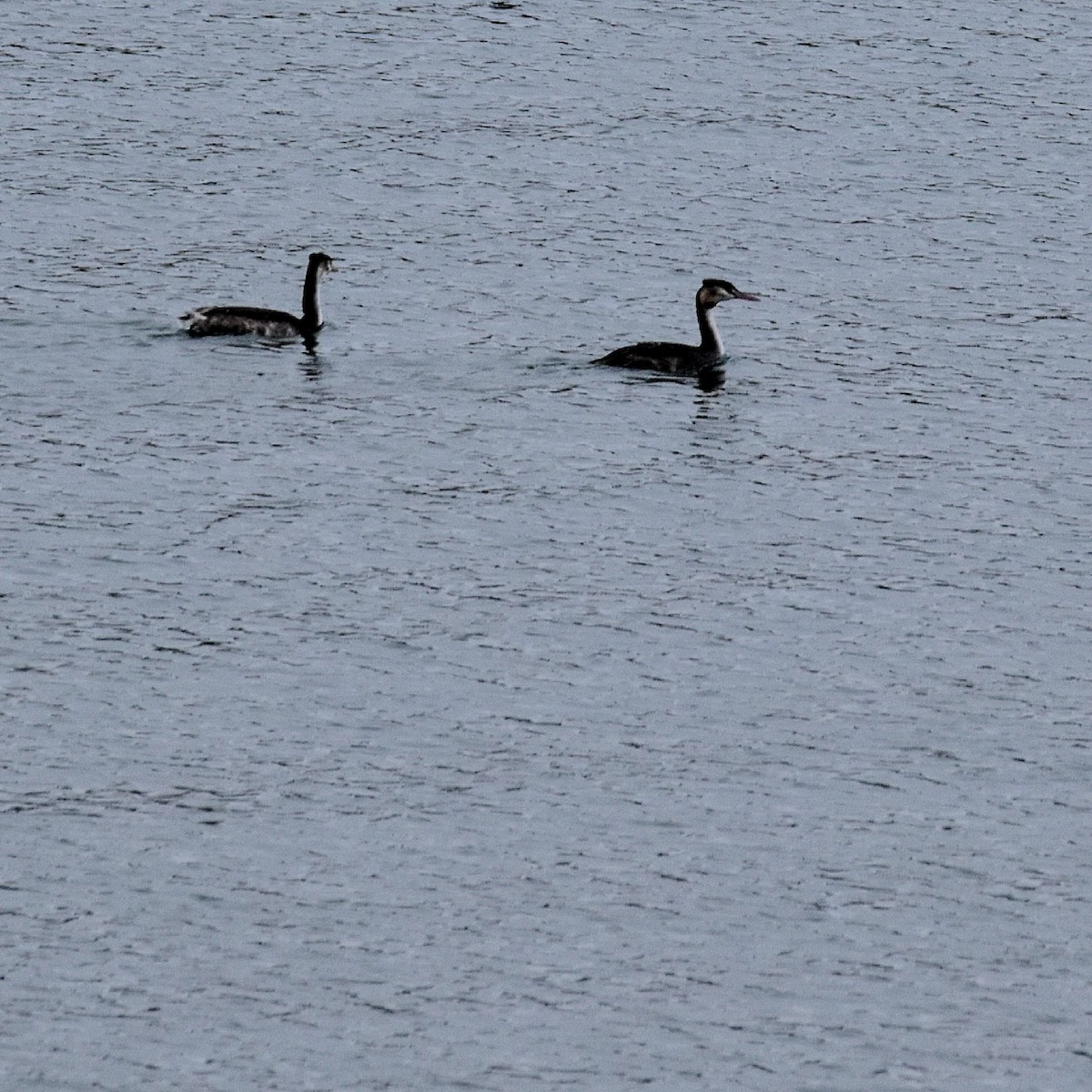 Great Crested Grebe - ML610559145