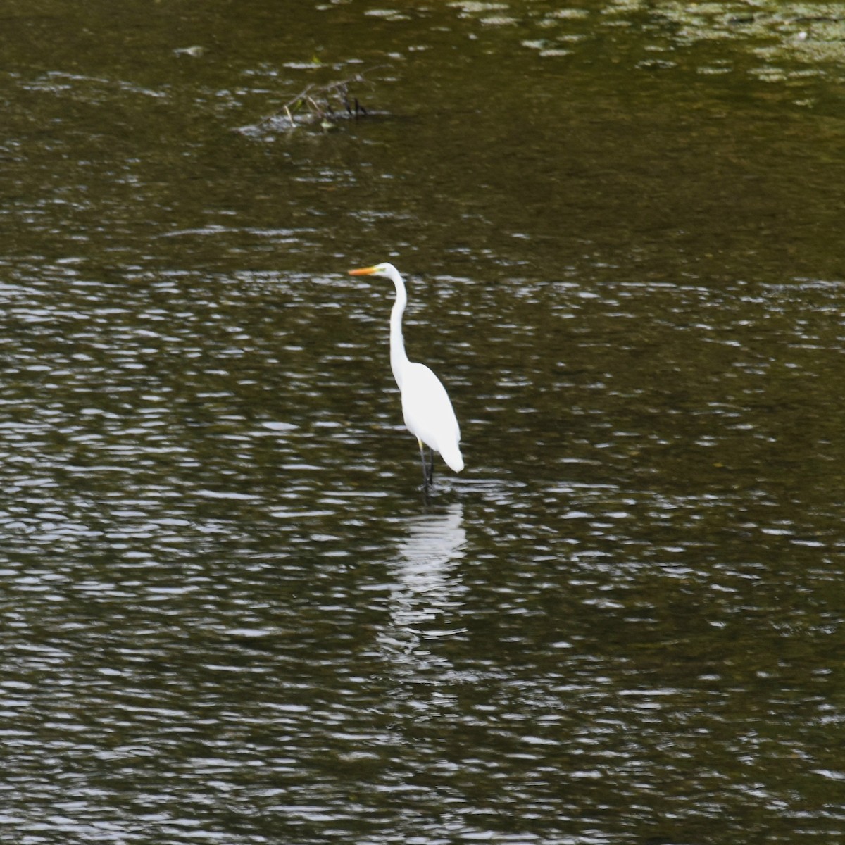 Grande Aigrette - ML610559156