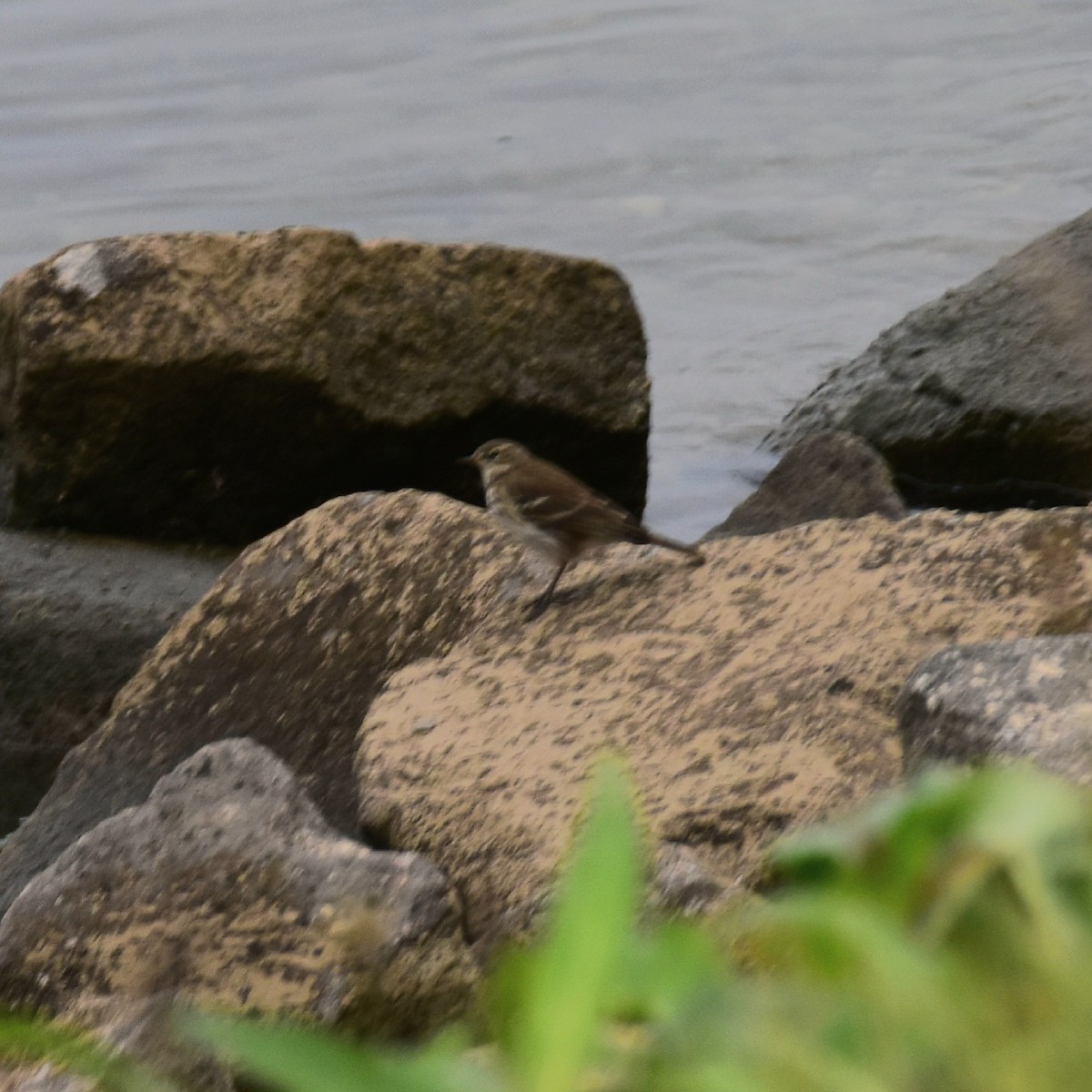 Water Pipit - ML610559180