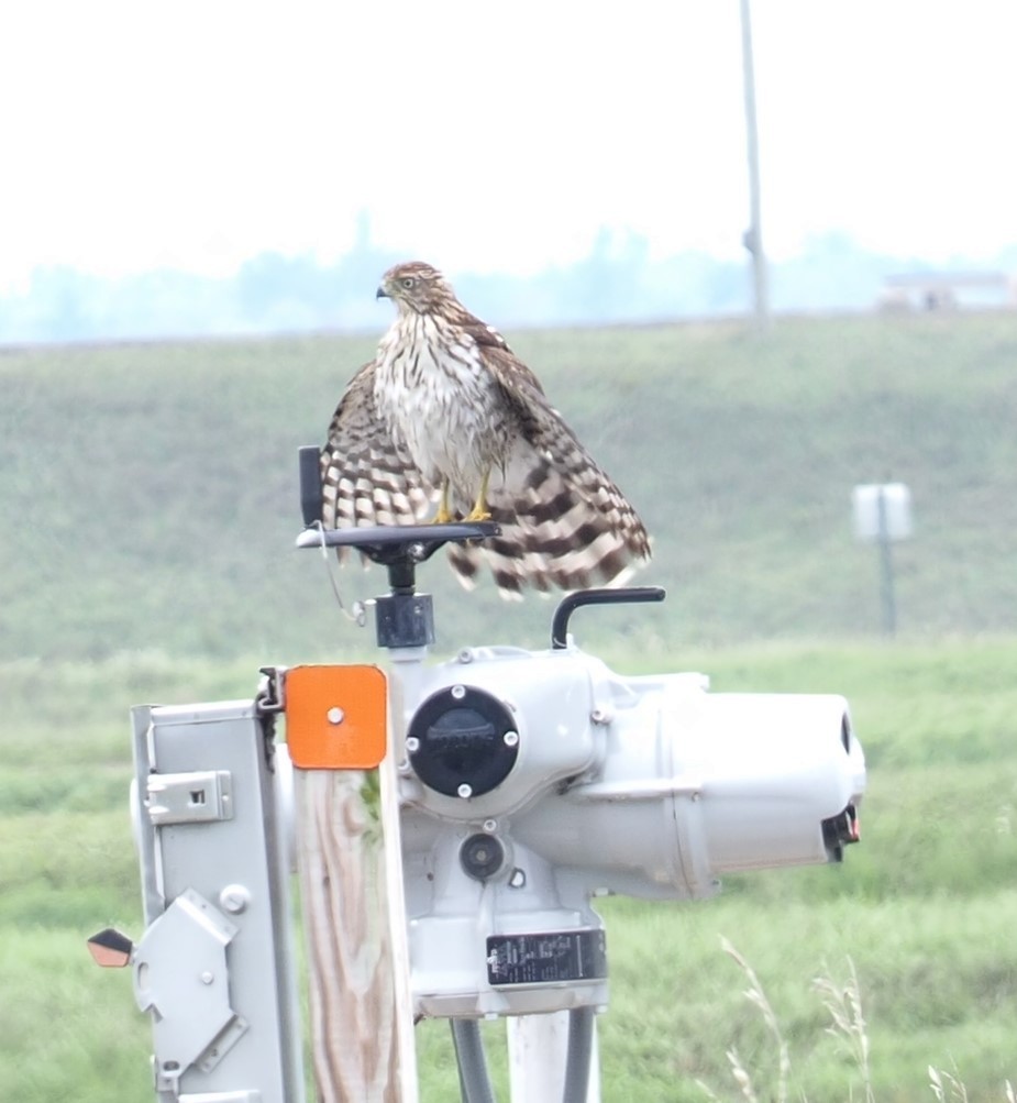 Cooper's Hawk - Joseph Finkbeiner