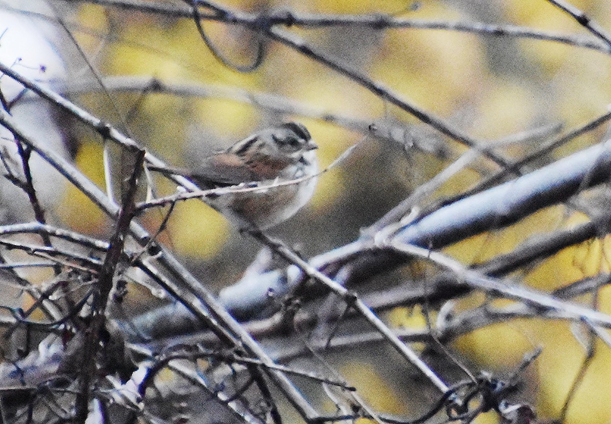 Swamp Sparrow - ML610559200
