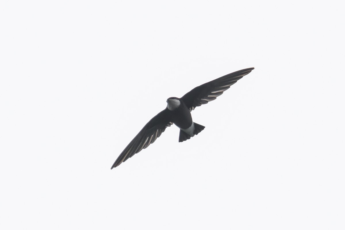 White-throated Needletail (Himalayan) - ML610559207