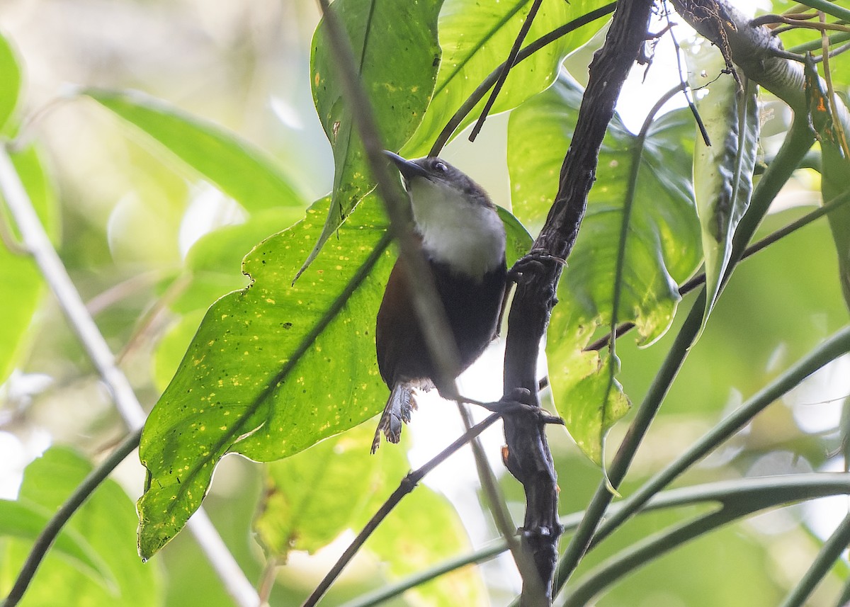 Black-bellied Wren - ML610559219