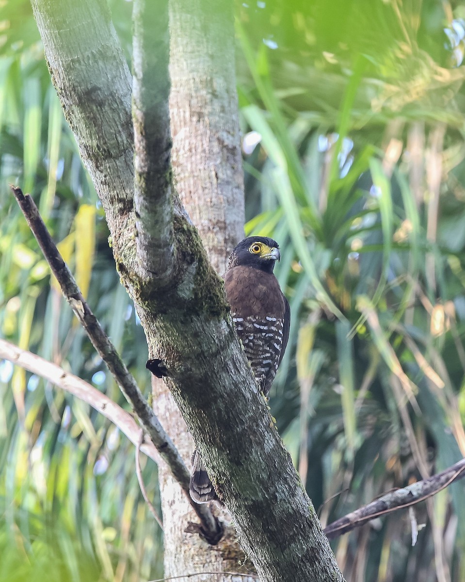 Sulawesi Serpent-Eagle - ML610559246