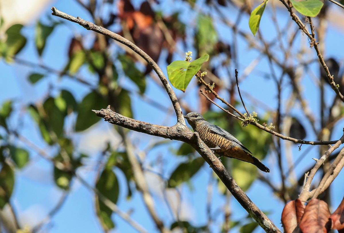 Sulawesi Cicadabird - Mike Edgecombe