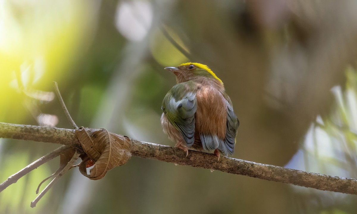 Fiery-capped Manakin - Paul Fenwick