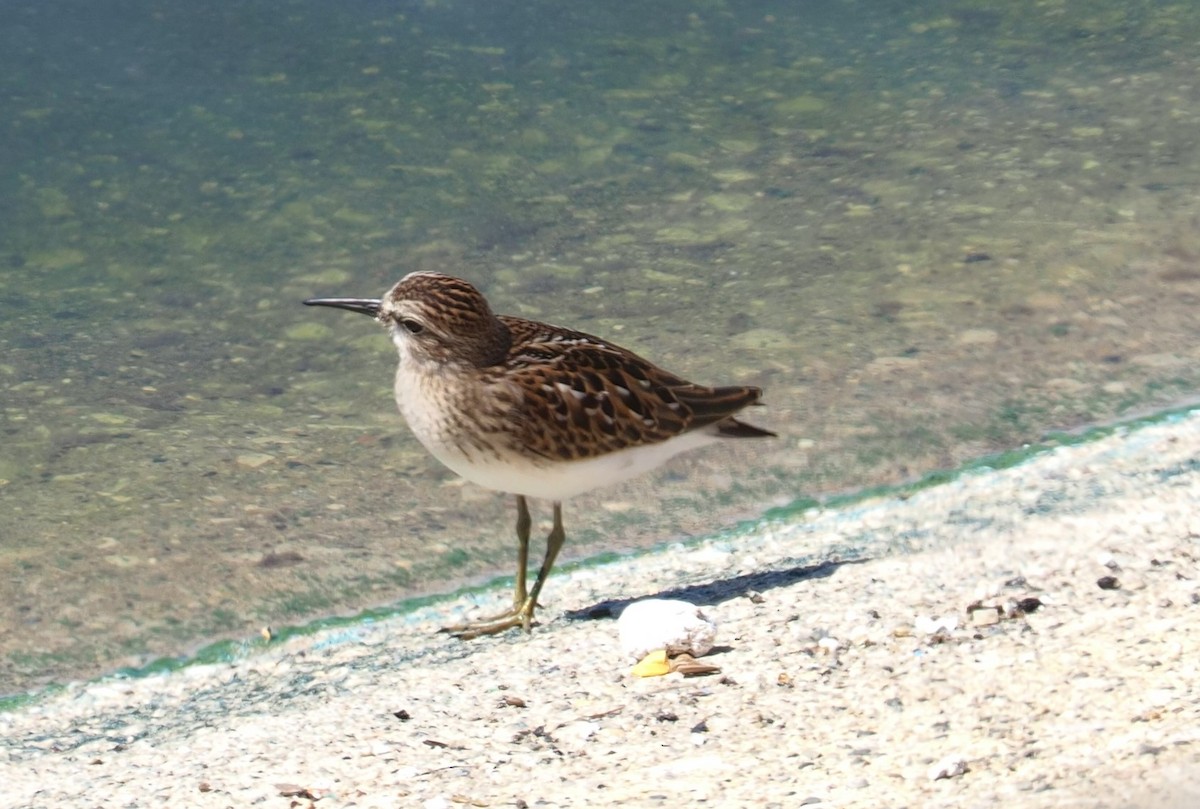 Least Sandpiper - ML610559276