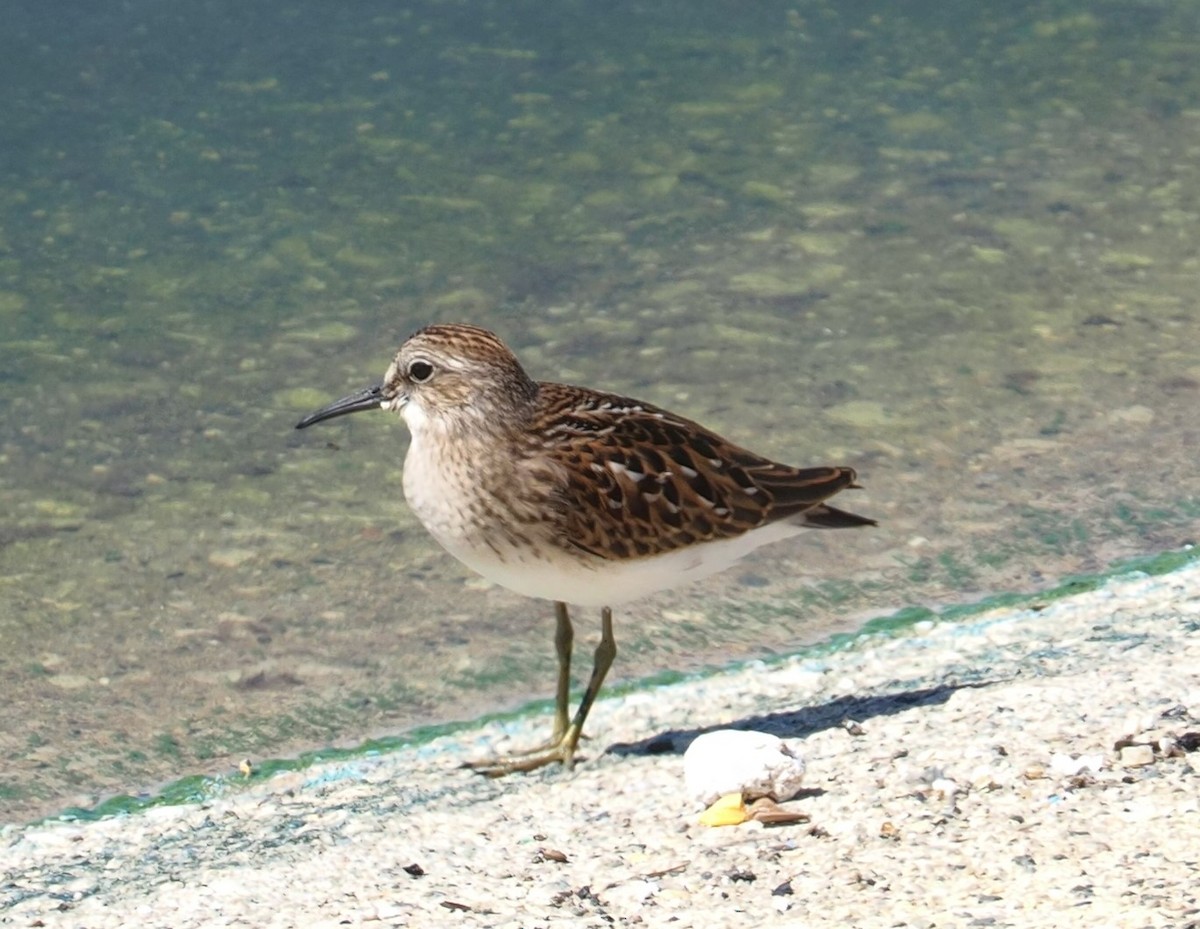 Least Sandpiper - ML610559277