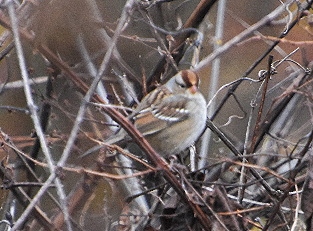 White-crowned Sparrow - ML610559352