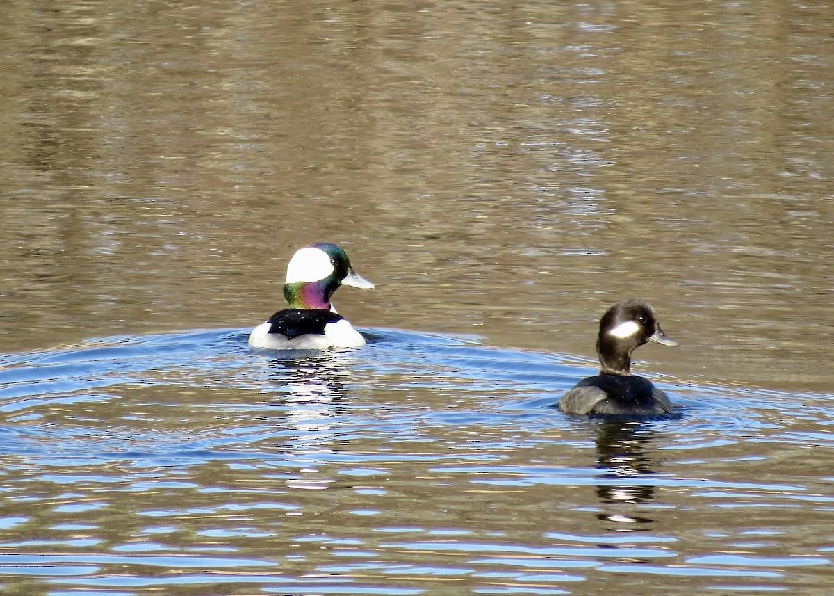 Bufflehead - ML610559356