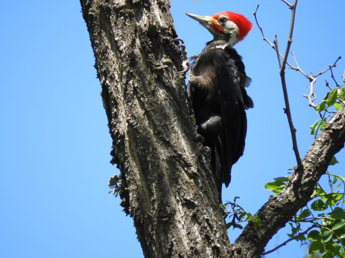 Black-bodied Woodpecker - Candela Agüero