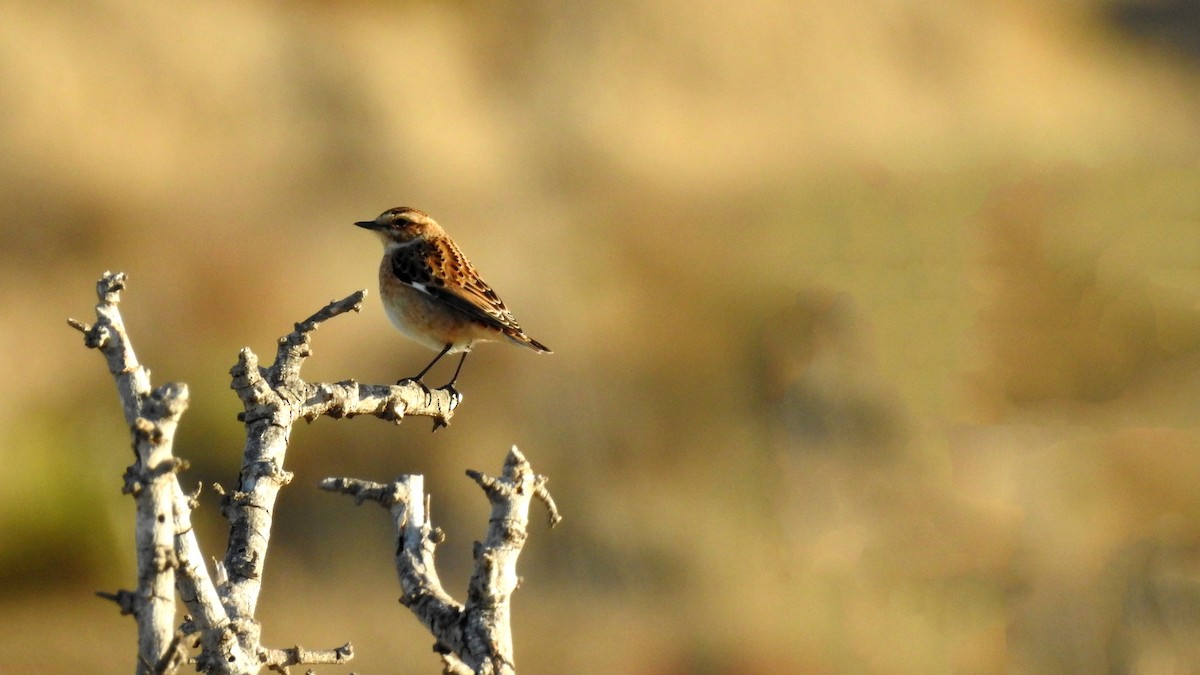 Whinchat - ML610559361