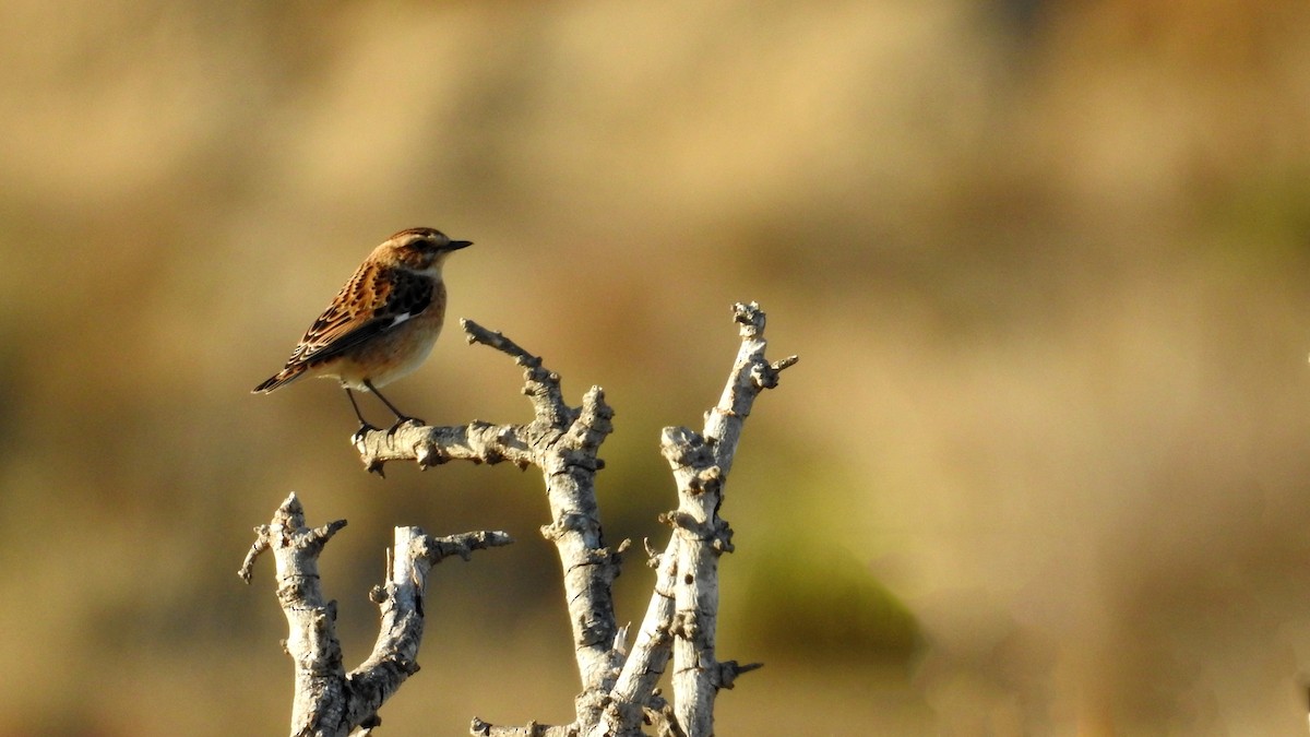 Whinchat - ML610559362