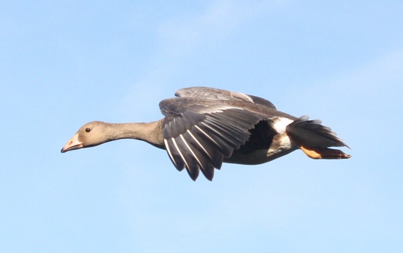 Greater White-fronted Goose - ML610559363